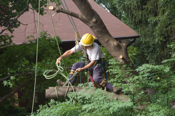 Best Tree Risk Assessment  in Brice Prairie, WI