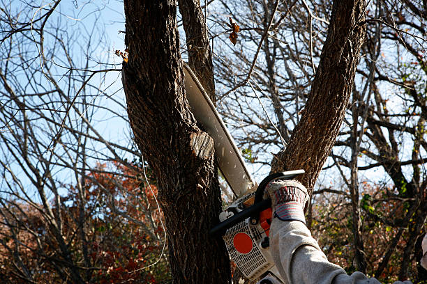 Best Tree Cabling and Bracing  in Brice Prairie, WI